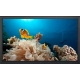 16:9 (FHD) Professional and Versatile 55" LED Monitor